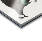 Superb bird of paradise  Acrylic print