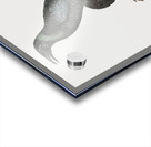 Manucode Male  Acrylic print