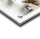 Platypus Ornithorhynchus Paradoxus Acrylic print