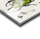 Chrysina Macropus Chrysophora Macropa and Eastern Hecules Beetle Scarabaeus Hyllus Acrylic print