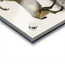 Wild goat Capra Agagrus Acrylic print