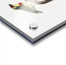 Coppersmith barbet  Acrylic print