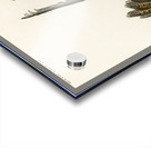 Great argus Phasianus argus Impression Acrylique