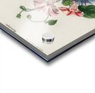 Morning-glory Pharbitis hispida Acrylic print