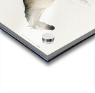 Horse Equus ferus caballus Acrylic print