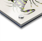 Giant mantis shrimp Squilla Maculata Acrylic print