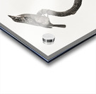 Barbet male  Acrylic print