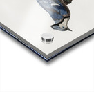 Blue Jay  Acrylic print