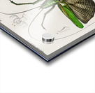 Blue Jay  Acrylic print