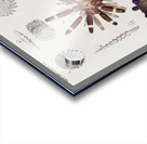 Different types of sea urcnhins Acrylic print