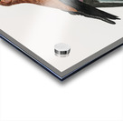 Great violet roller  Acrylic print