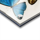 Different types of butterfly Acrylic print