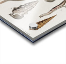 Different types of mollusks Acrylic print