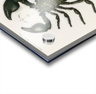 The Emperor Scorpion Buthus Afer Acrylic print