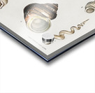 Different types of mollusks Acrylic print