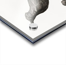 Paradise crow male  Acrylic print