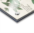 Silk plant in vintage style Acrylic print