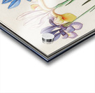 Iris in vintage style Acrylic print