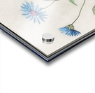 Blue strawflower in vintage style Acrylic print