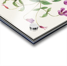 Clematis in vintage style Acrylic print