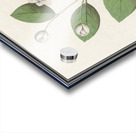 Myrtle family in vintage style Acrylic print