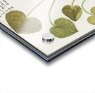 Mansoor flower in vintage style Acrylic print