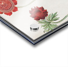 Peony and anemone in vintage style Acrylic print