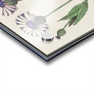 Centaury flower in vintage style Acrylic print