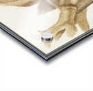 Deer head in vintage style Acrylic print