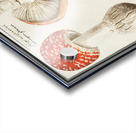 Mushrooms in vintage style Impression Acrylique