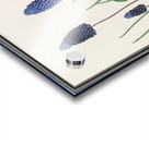 Grape hyacinth in vintage style Acrylic print