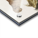 Lynx in vintage style Acrylic print