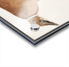 Coatimundi in vintage style Acrylic print