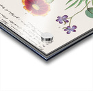 Viola daffodil and marigold Acrylic print