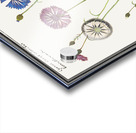 Cornflower in vintage style Acrylic print