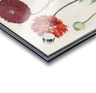 Poppy in vintage style Acrylic print