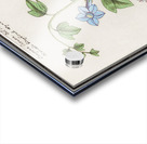 Bell flower in vintage style Acrylic print