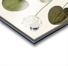 Water lily in vintage style Acrylic print