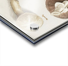 Mushrooms in vintage style Acrylic print