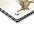 Hare in vintage style Acrylic print