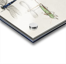 Dragonflies in vintage style Acrylic print