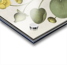 Yellow floppy flower Acrylic print