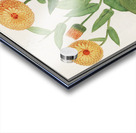 Barn owl in vintage style Acrylic print