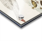 Farm goose in vintage style Acrylic print