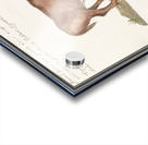 Brazilian cow in vintage style Acrylic print