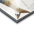 Shad in vintage style Acrylic print