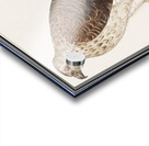 Northern goshawk vintage style Acrylic print