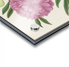 Peony in vintage style Acrylic print