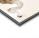 Camel in vintage style Acrylic print