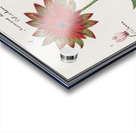 Anemone in vintage style Acrylic print